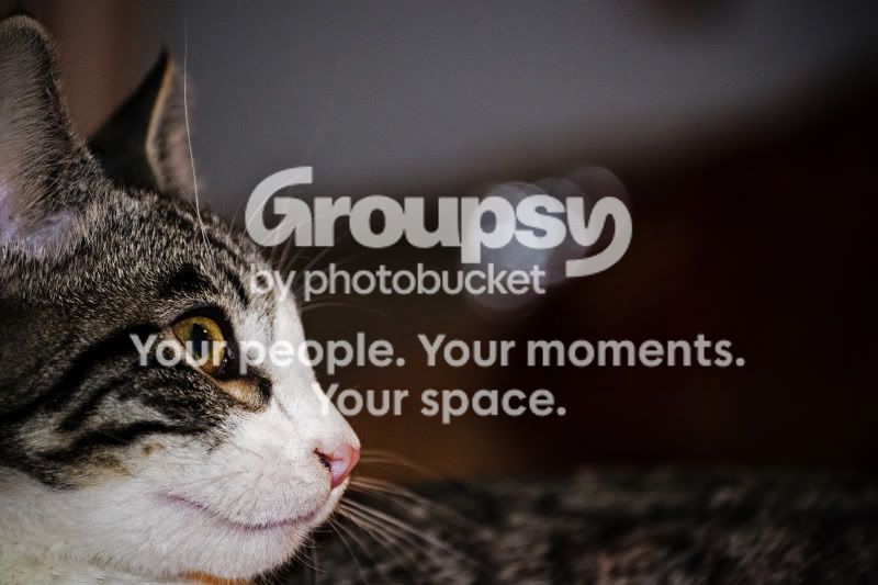 stupidkittyedit.jpg