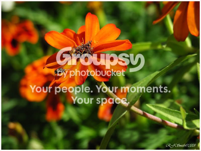 OrangeFlower1.jpg
