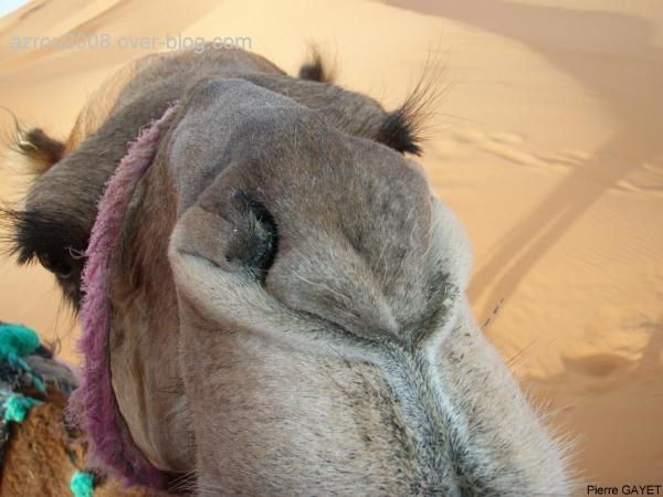 dromadaire_merzouga.jpg