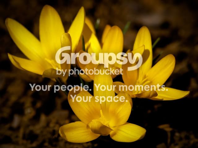 firstbloom.jpg