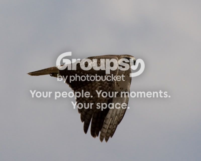 Red-tailedHawk-2-1.jpg