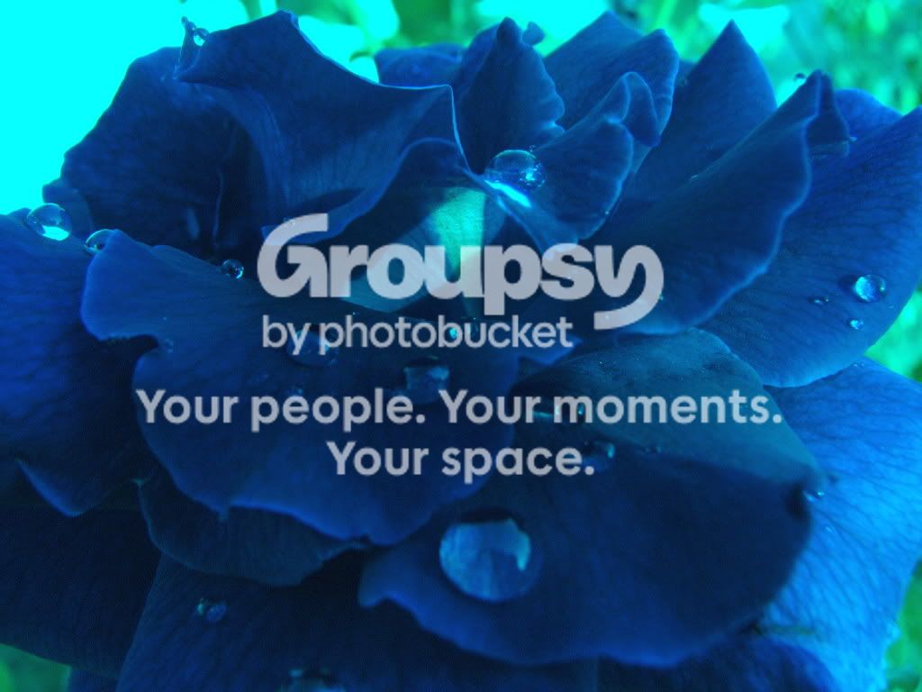 roses001.jpg