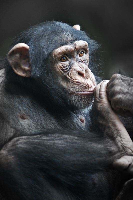 chimp_01.jpg