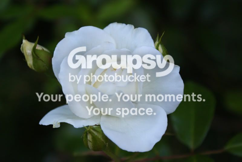 WhiteRose.jpg