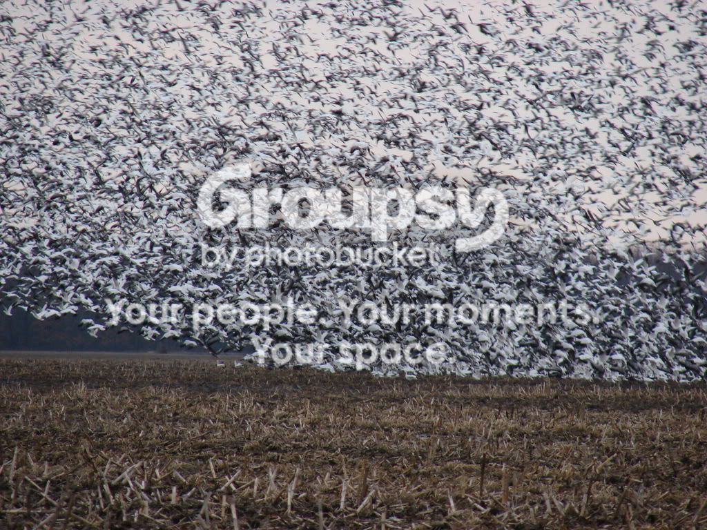 2-7snowgeese006.jpg