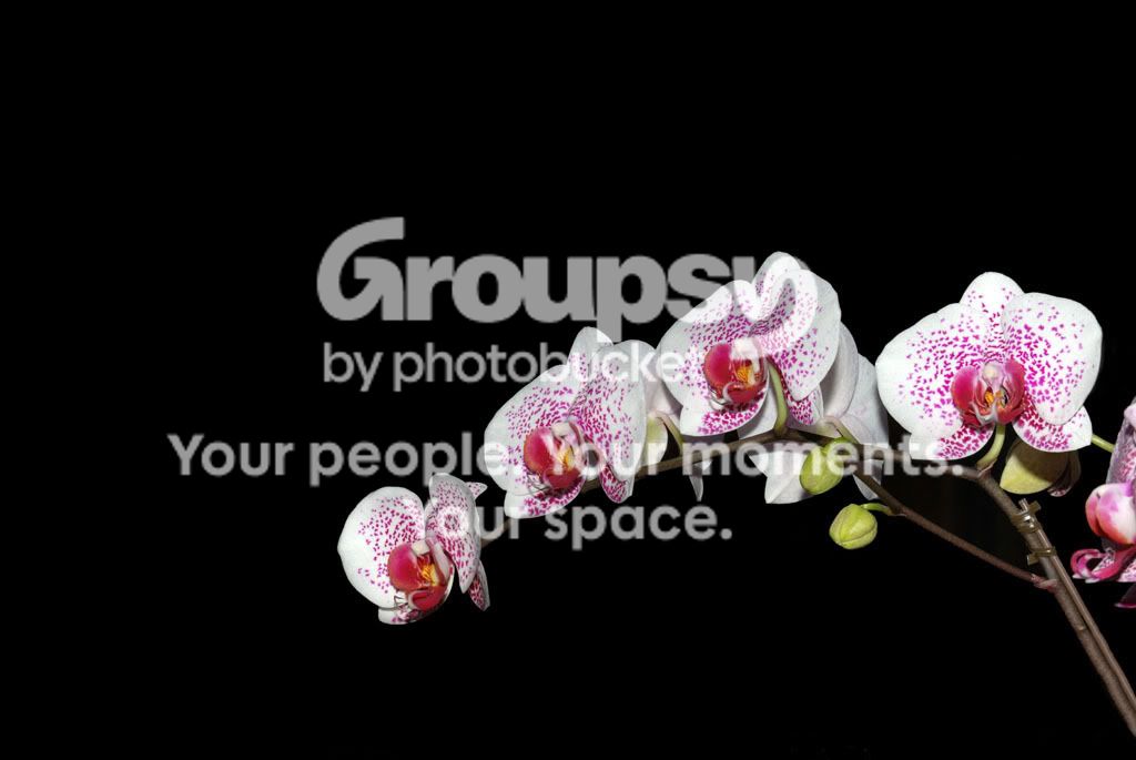 Orchids.jpg
