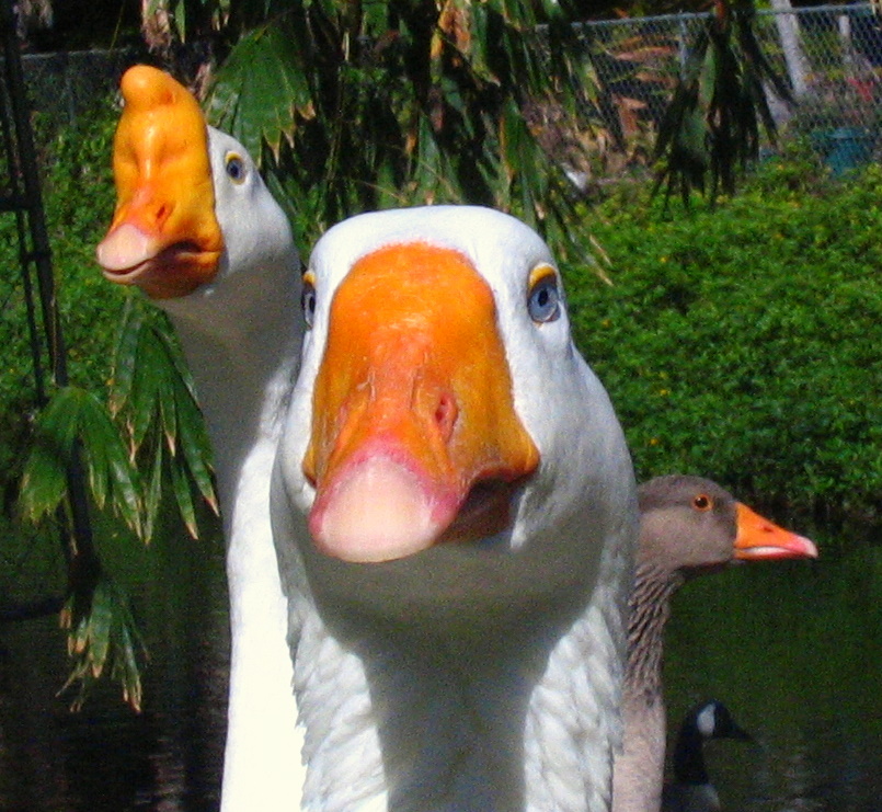 3064375042_820c3d30f5_o.jpg