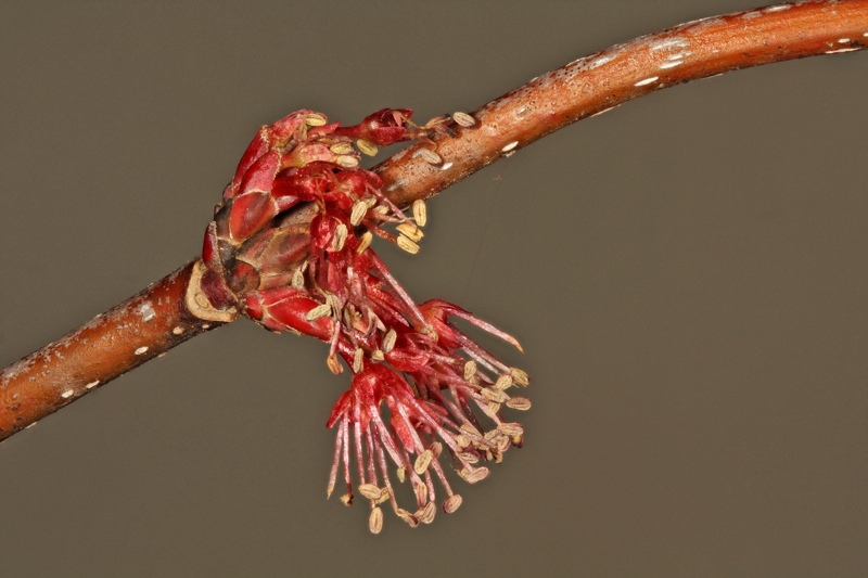 maplebloom12imagestackweb.jpg
