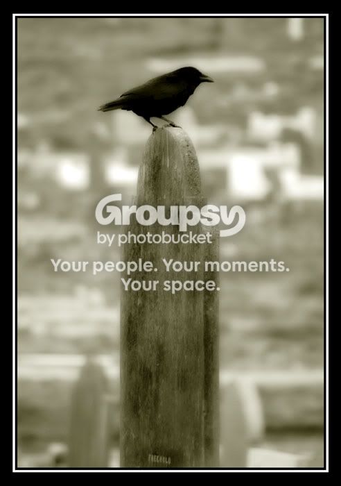crow3.jpg