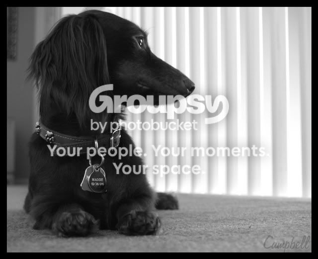 Dachshund.jpg