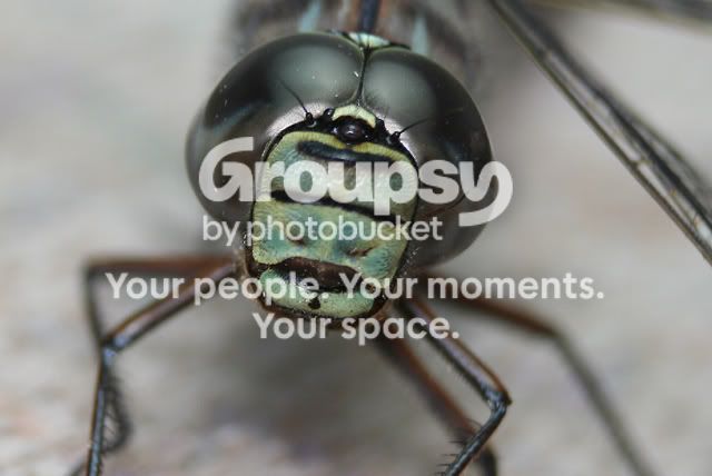 DragonFly.jpg