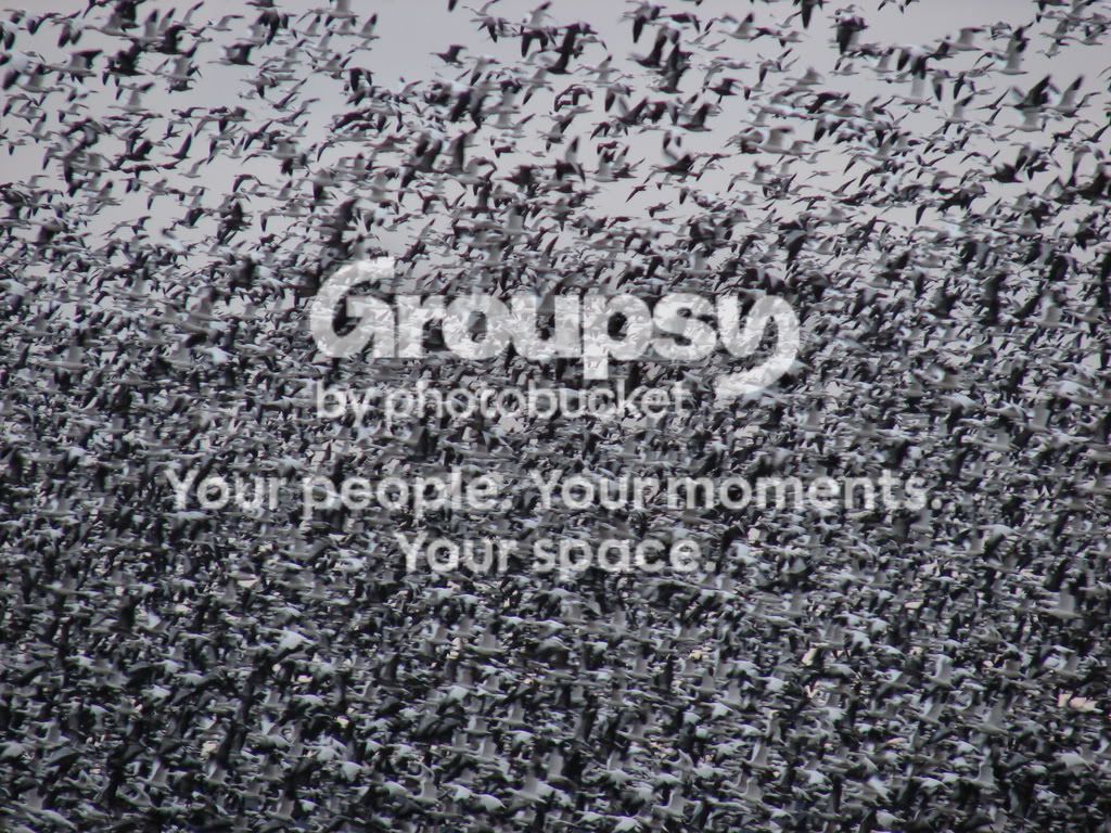 2-7snowgeese020.jpg