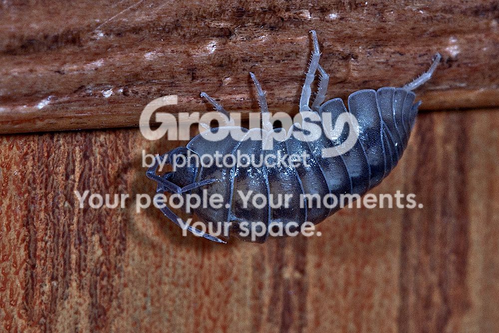 PillBug001copy.jpg