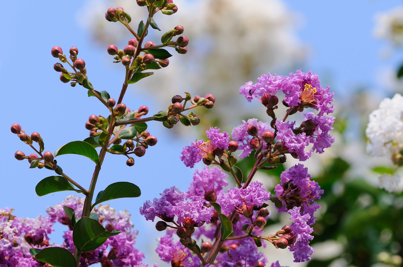 DSC_00088-X3.jpg