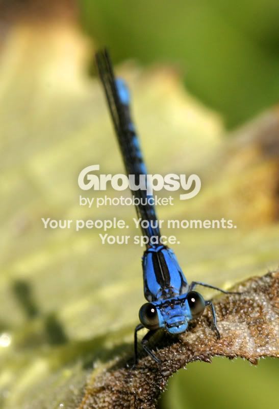 Wadebug10038a.jpg