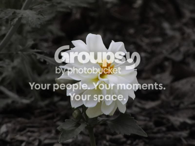 flower2bwc.jpg