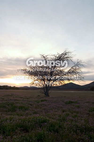 treesmall.jpg