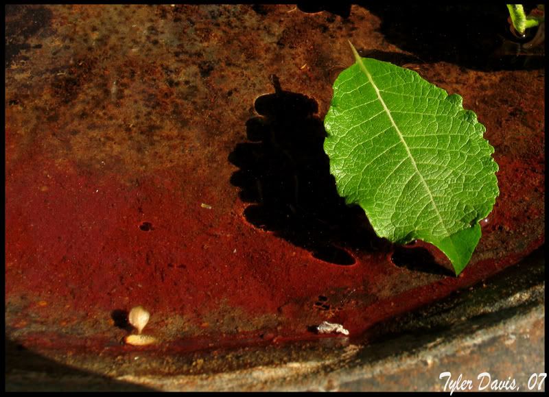 Leaf.jpg