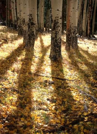 shadows_8875share.jpg