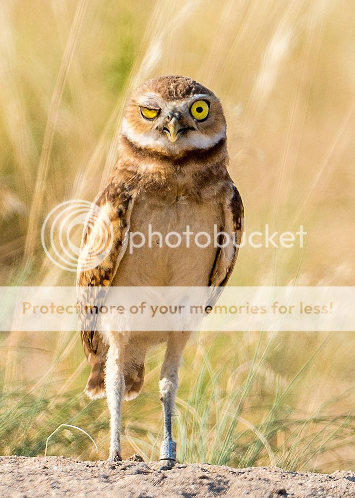 burrowing_owl_2_zps9a88ca11.jpg