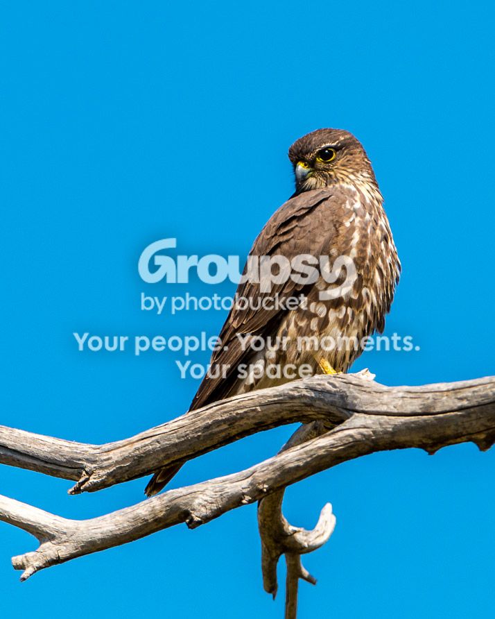 hawk_zpsd18fa06b.jpg