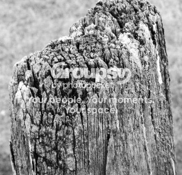 OldStump.jpg