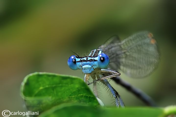 platycpennispennipes54.jpg