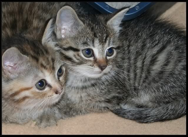 kittens2.jpg