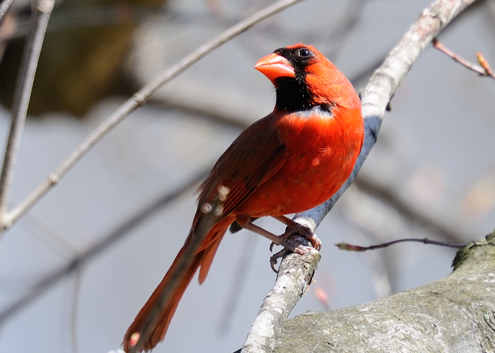 DSC_0036-X3.jpg