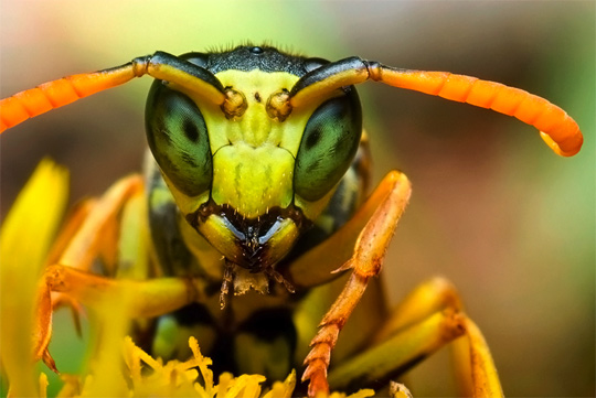 macro_photography_35.jpg