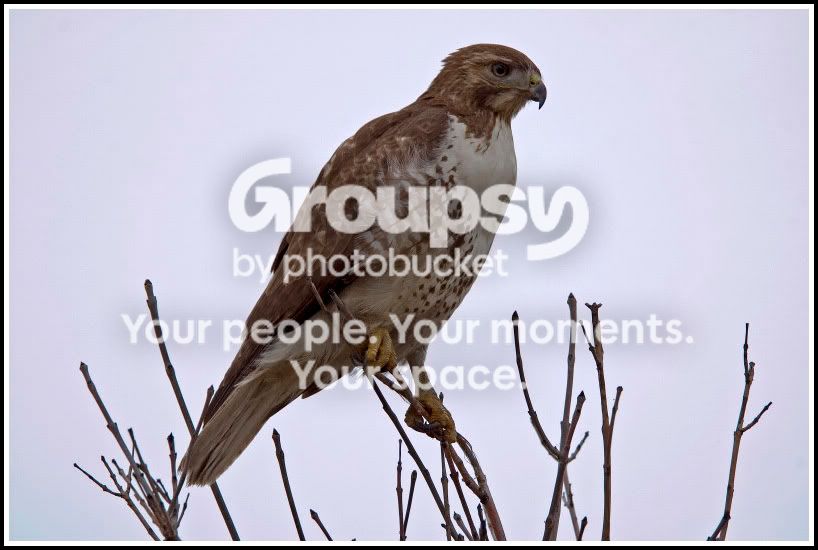 DSC_2697edit0214websize.jpg