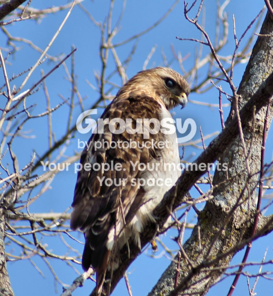 Redtail2.jpg