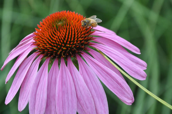 A_Bee_C_by_fred80.jpg