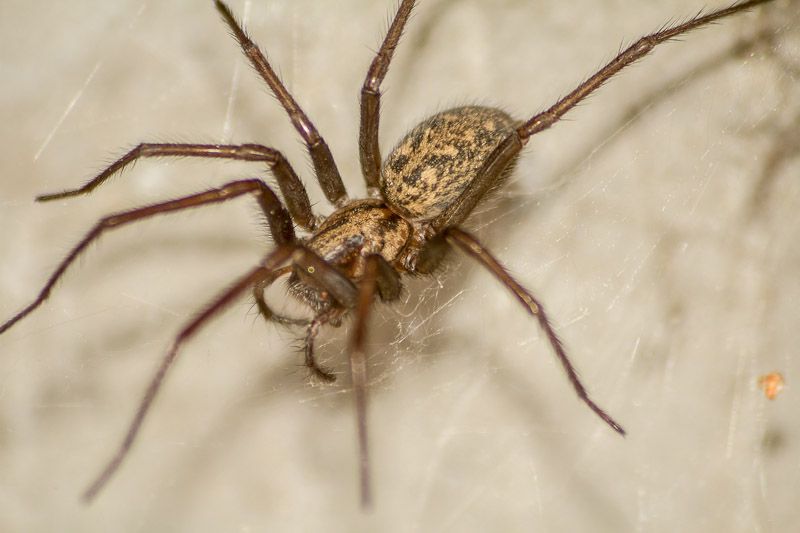 spider-9.jpg