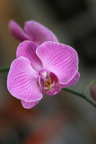 flower.jpg