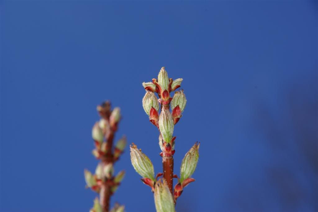 DSC09148__Large_.jpg