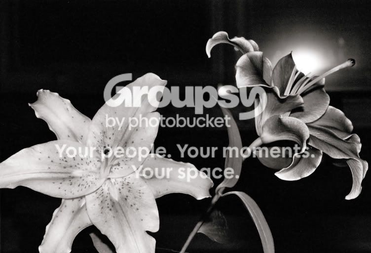 flower.jpg