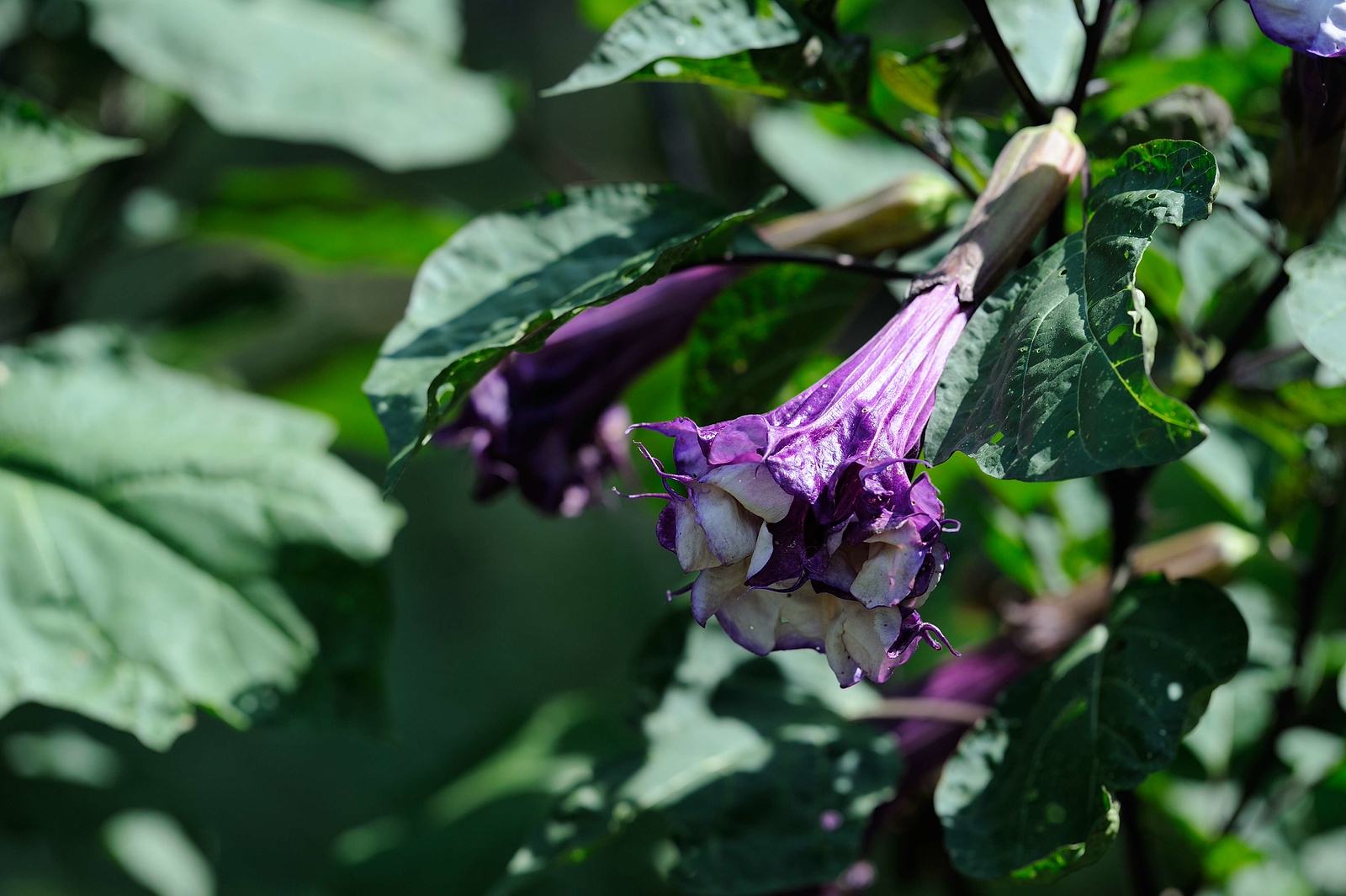 DSC_00051-X3.jpg