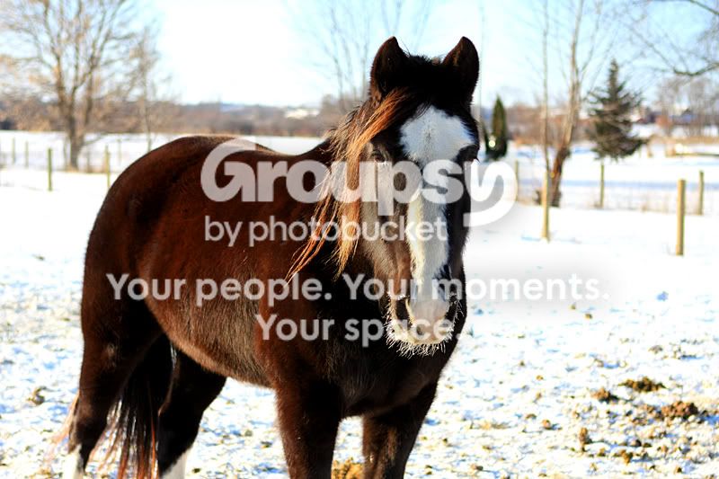 Subzerohorses002.jpg