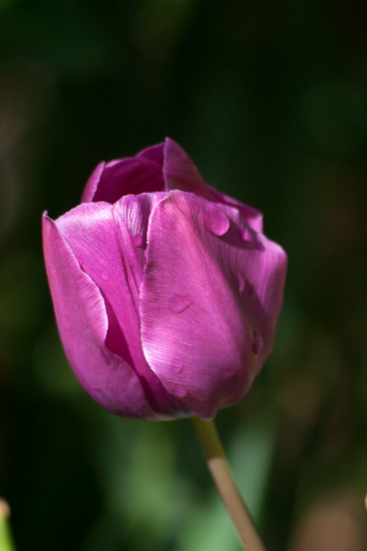 Tulip1.jpg