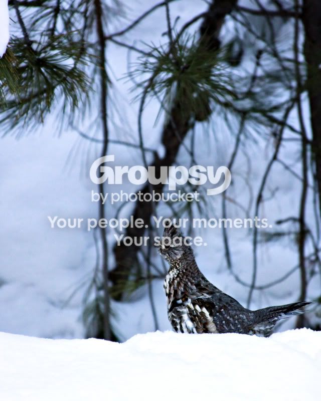 Grouse.jpg