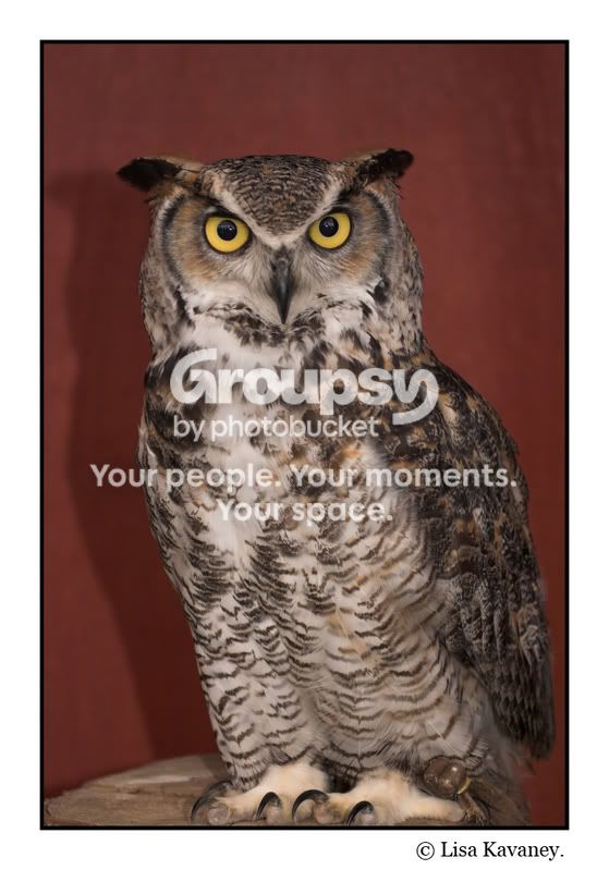 owl-01copy.jpg