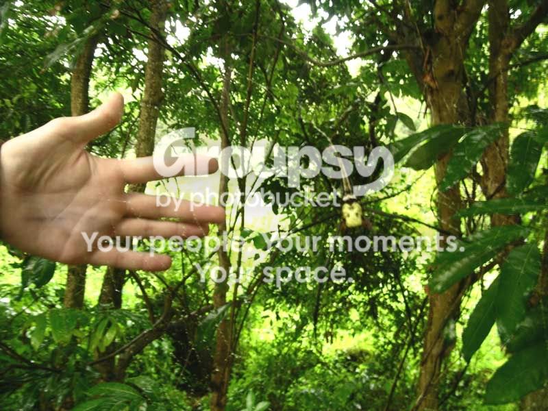 Spiderhand1.jpg