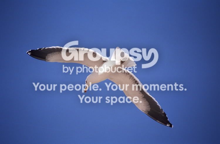 PhspIMG001.jpg