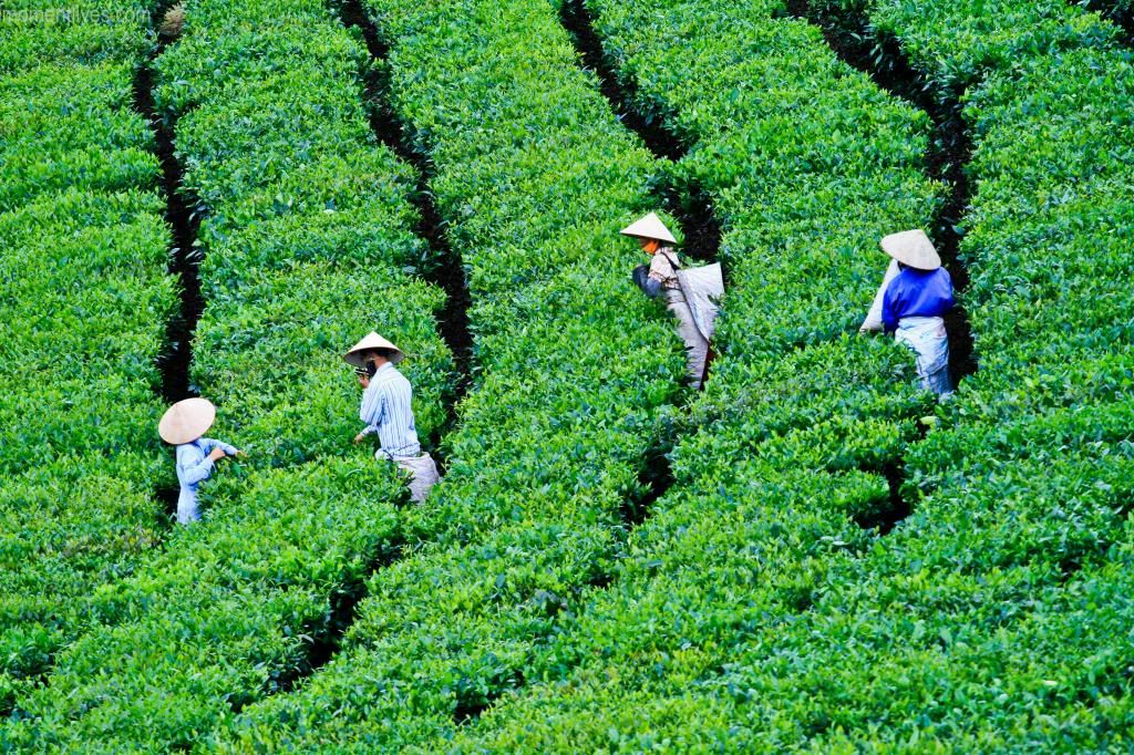 Tea-3_zps01b31aff.jpg
