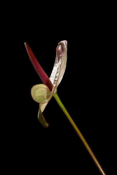 IMG6884-L.jpg