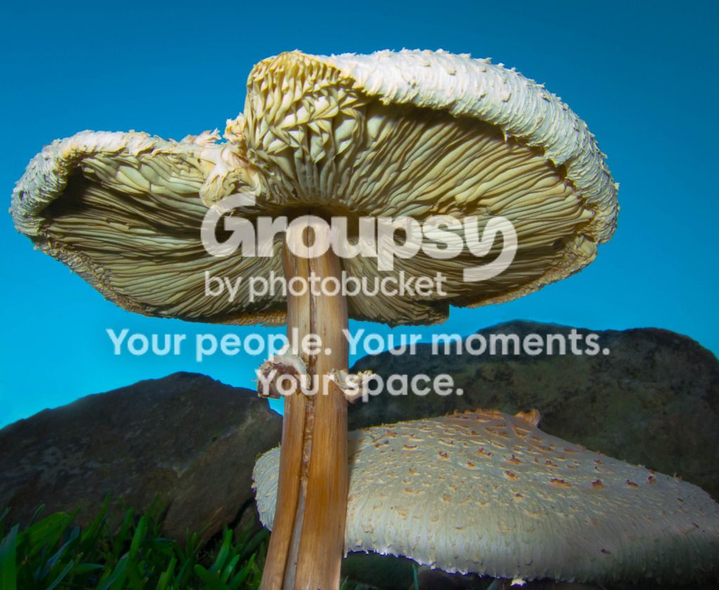 MushroomsRocks.jpg