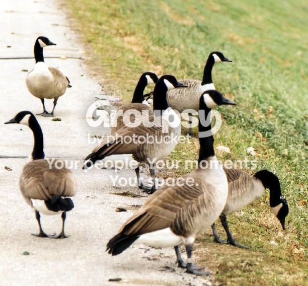 Ducks001.jpg