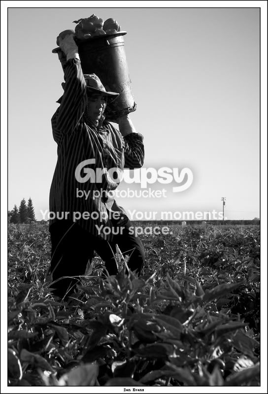 PEPPER_HARVEST_08.jpg
