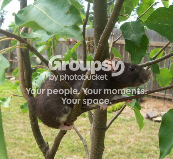 zinctree1.png